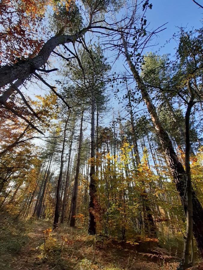 Chambre Double En Pleine Nature "La Clairiere De L'Ange" Peyrins Eksteriør bilde