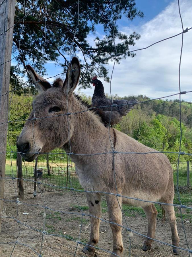 Chambre Double En Pleine Nature "La Clairiere De L'Ange" Peyrins Eksteriør bilde